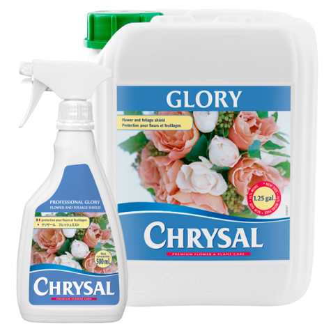 Chrysal Glory | Chrysal